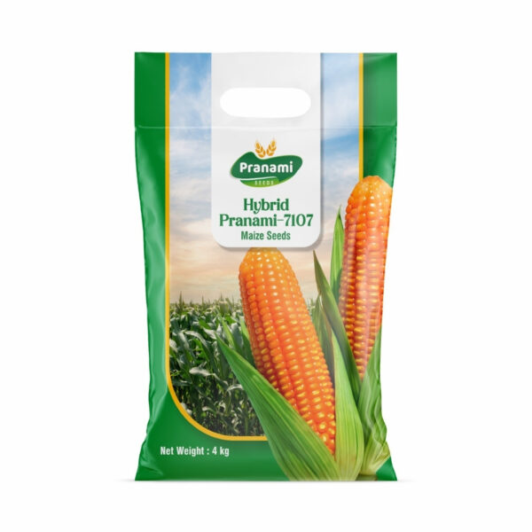Hybrid Maize - PRANAMI 7107