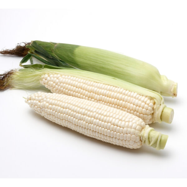 Hybrid Maize - PRANAMI 7272