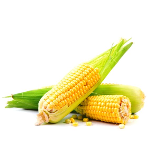Hybrid Maize - PRANAMI 7251