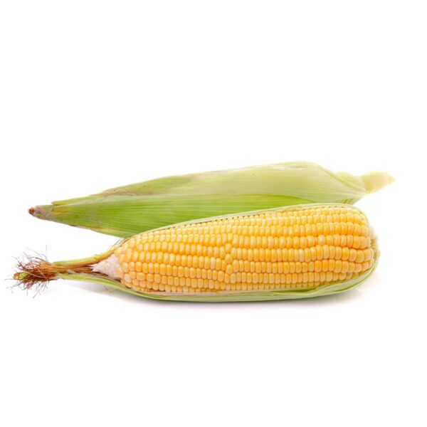 Hybrid Maize - PRANAMI 7270