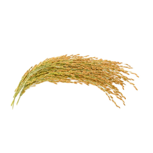Improved Paddy - PRANAMI 1019