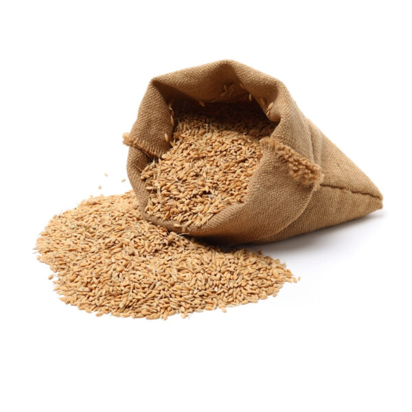 Improved Paddy - PRANAMI  1091