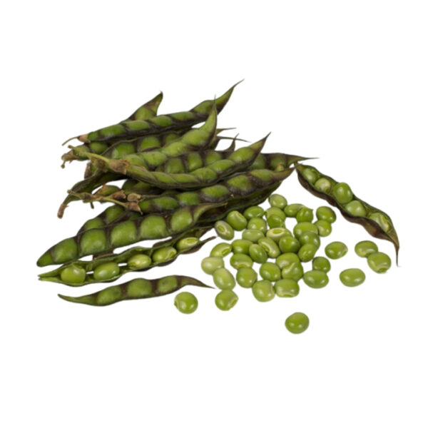 Improved Pigeonpea - CHAITALI