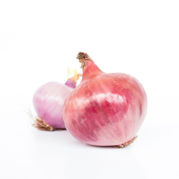 Improved Onion - PRANAMI 1036