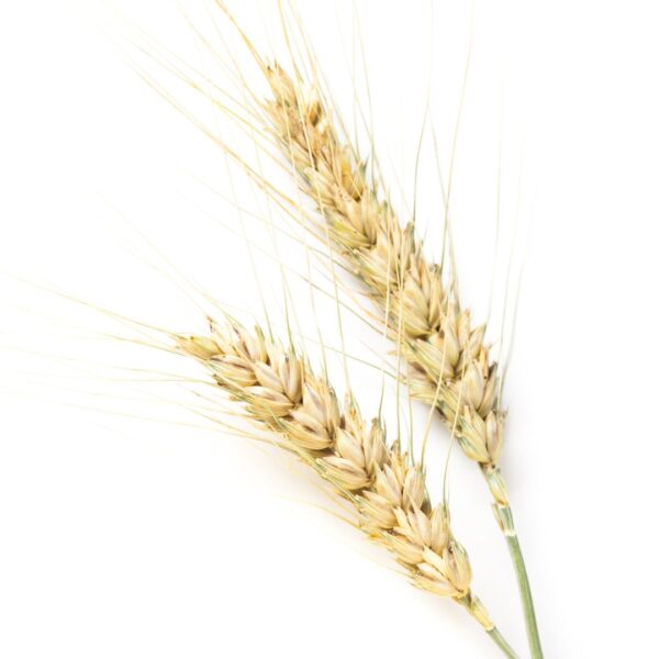 Improved Wheat - PRANAMI 404