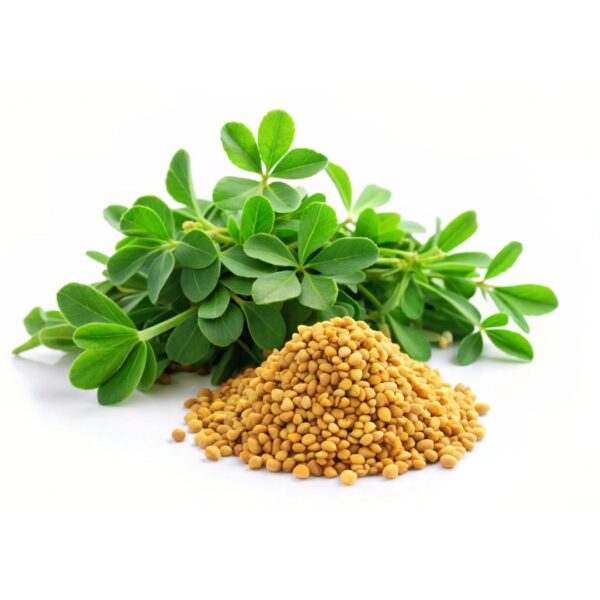 Improved Fenugreek - NICCI
